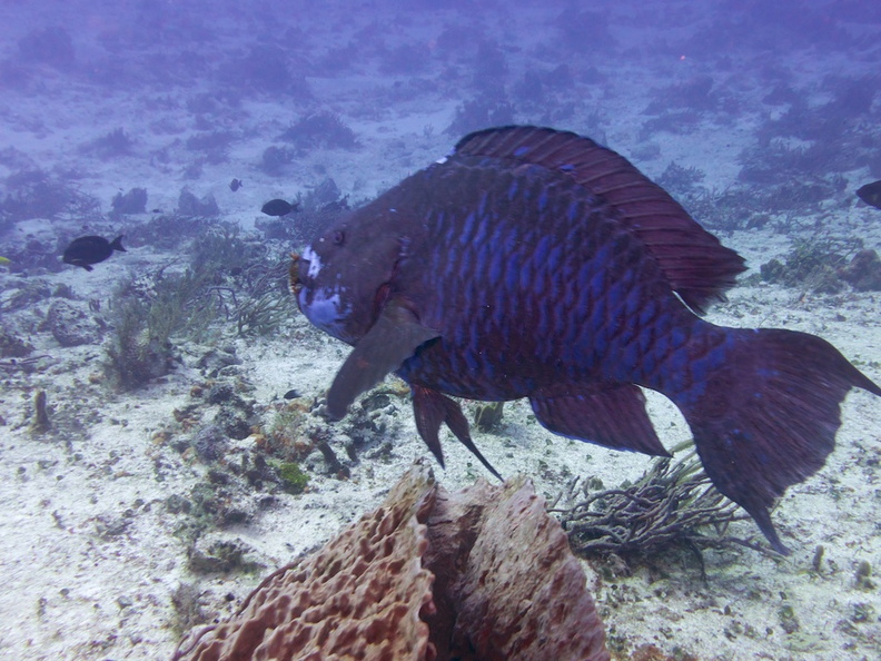 Midnight Parrotfish IMG_4824.jpg